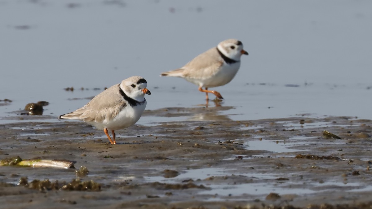 Piping Plover - ML616341362