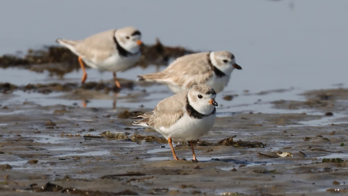 Piping Plover - ML616341363