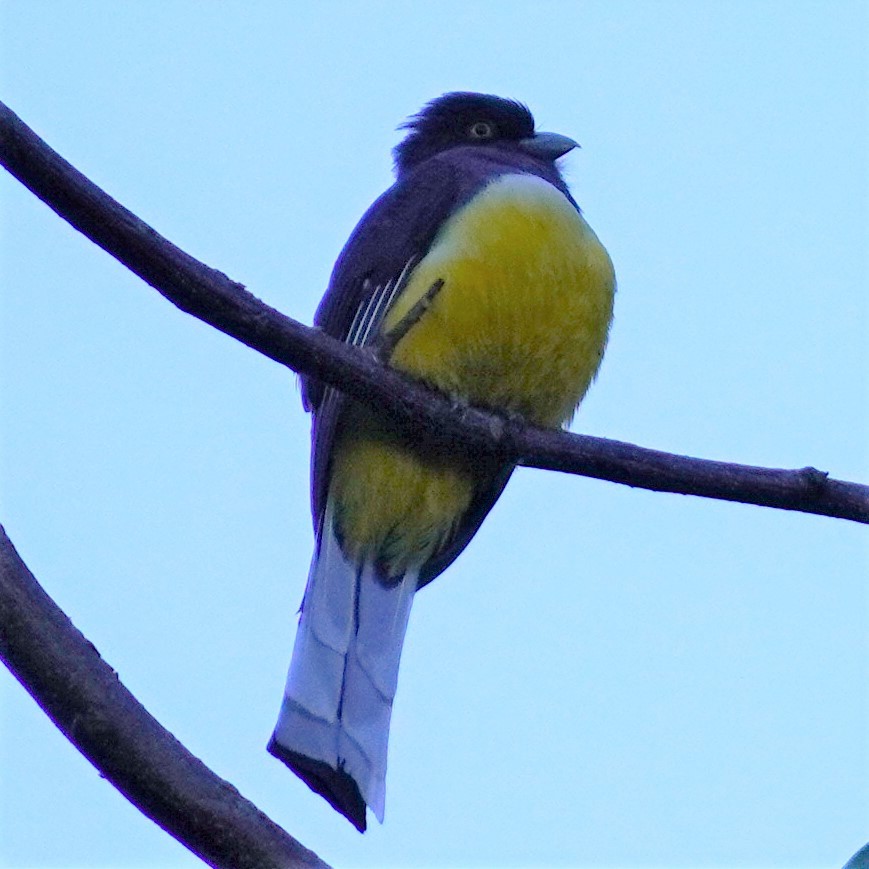 trogon žlutobřichý - ML616341378