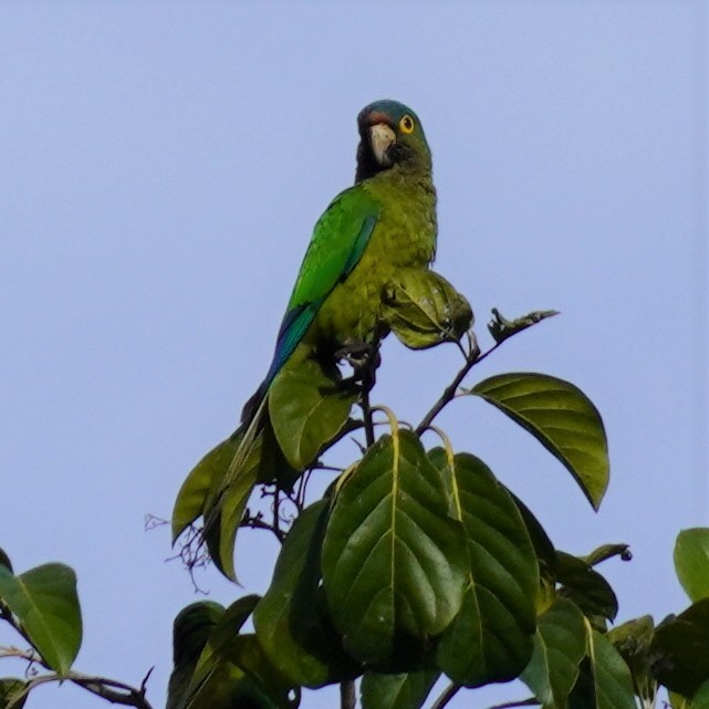 Orange-fronted Parakeet - ML616341384