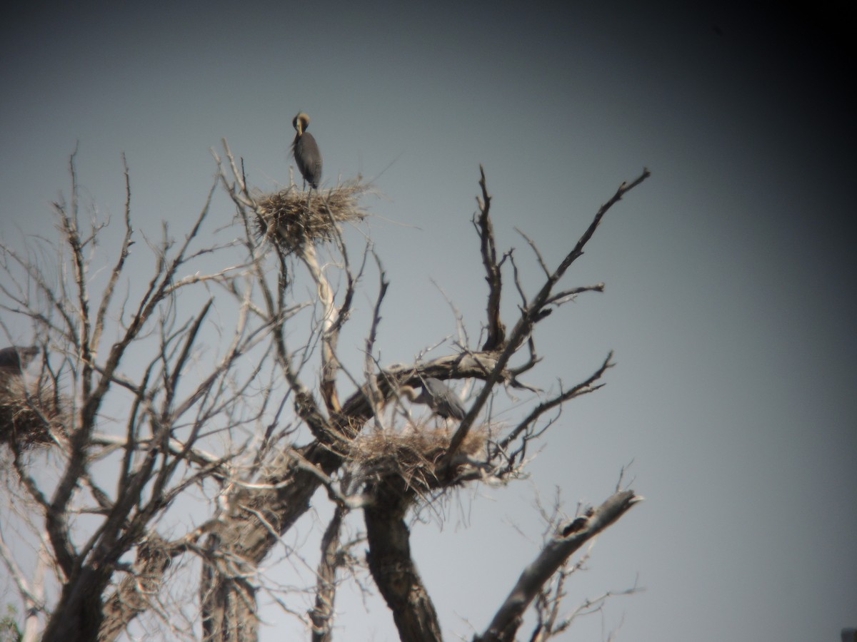 Great Blue Heron - ML616341390