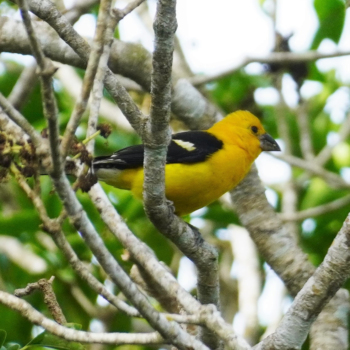 Yellow Grosbeak - Brian Rapoza