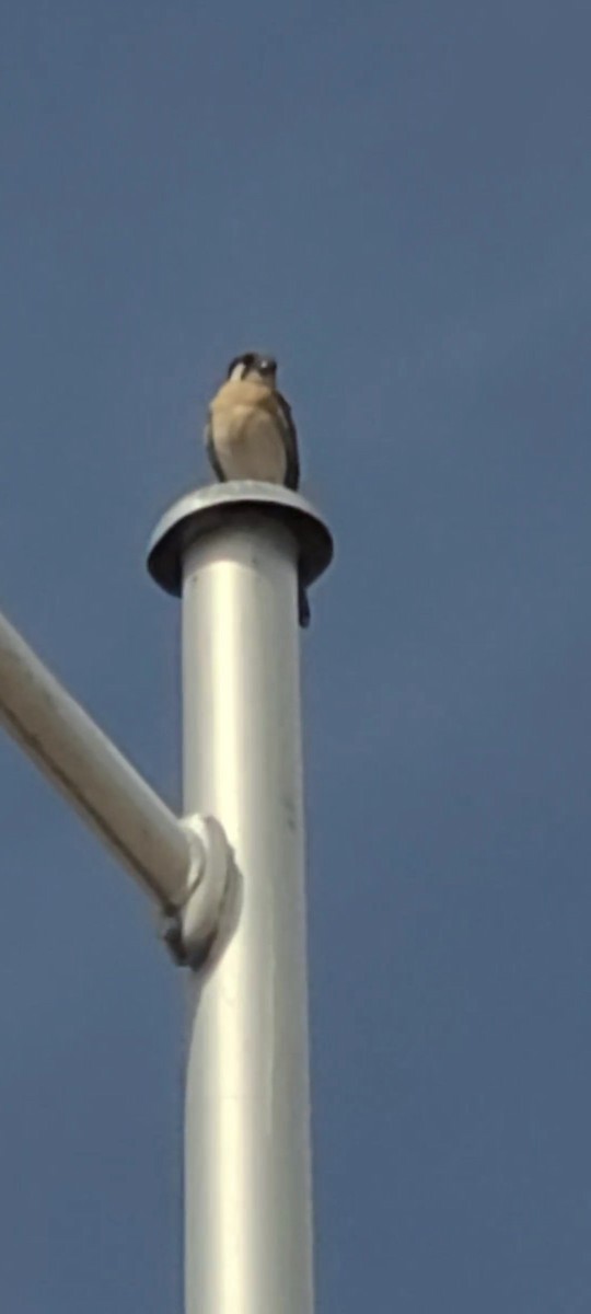 American Kestrel - ML616341424