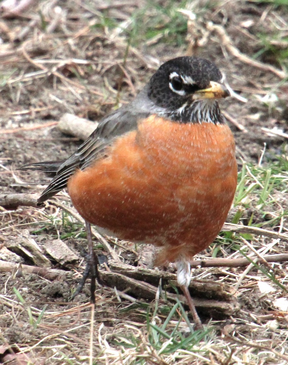 American Robin - ML616341438