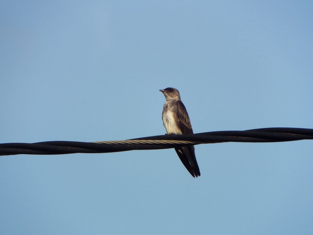 Brown-chested Martin - ML616341458