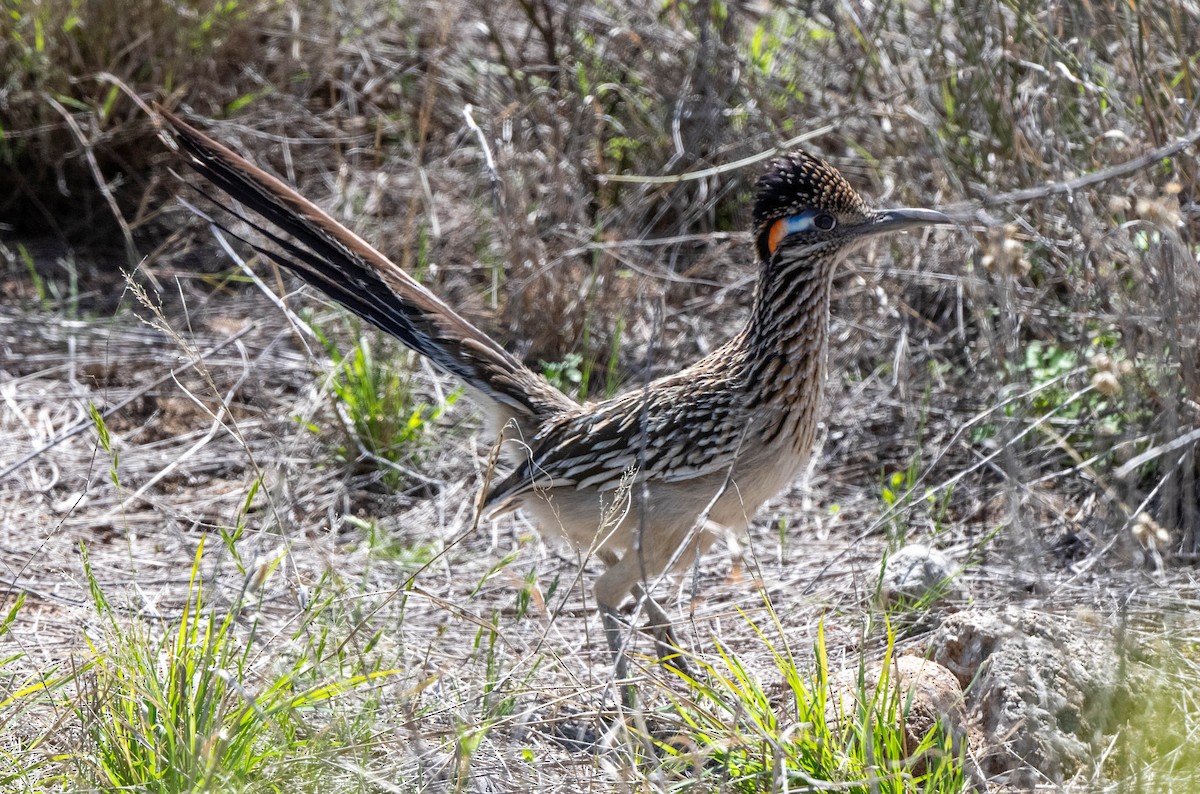 Correcaminos Grande - ML616341471