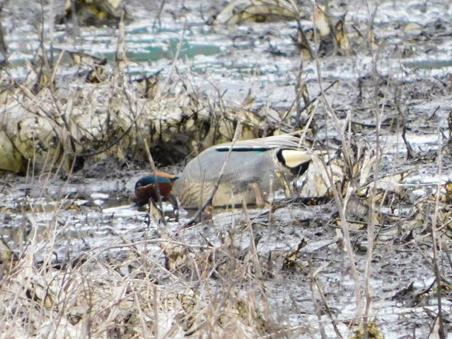 Green-winged Teal (Eurasian) - ML616341472