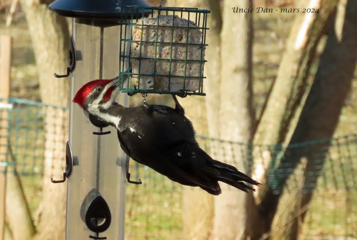 Pileated Woodpecker - Daniel Demers 🦉