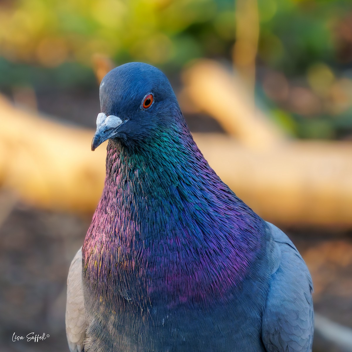 Rock Pigeon (Feral Pigeon) - ML616341527