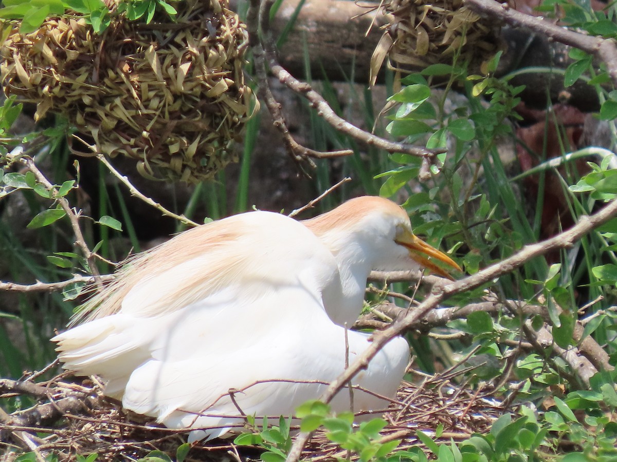 Western Cattle Egret - ML616341562