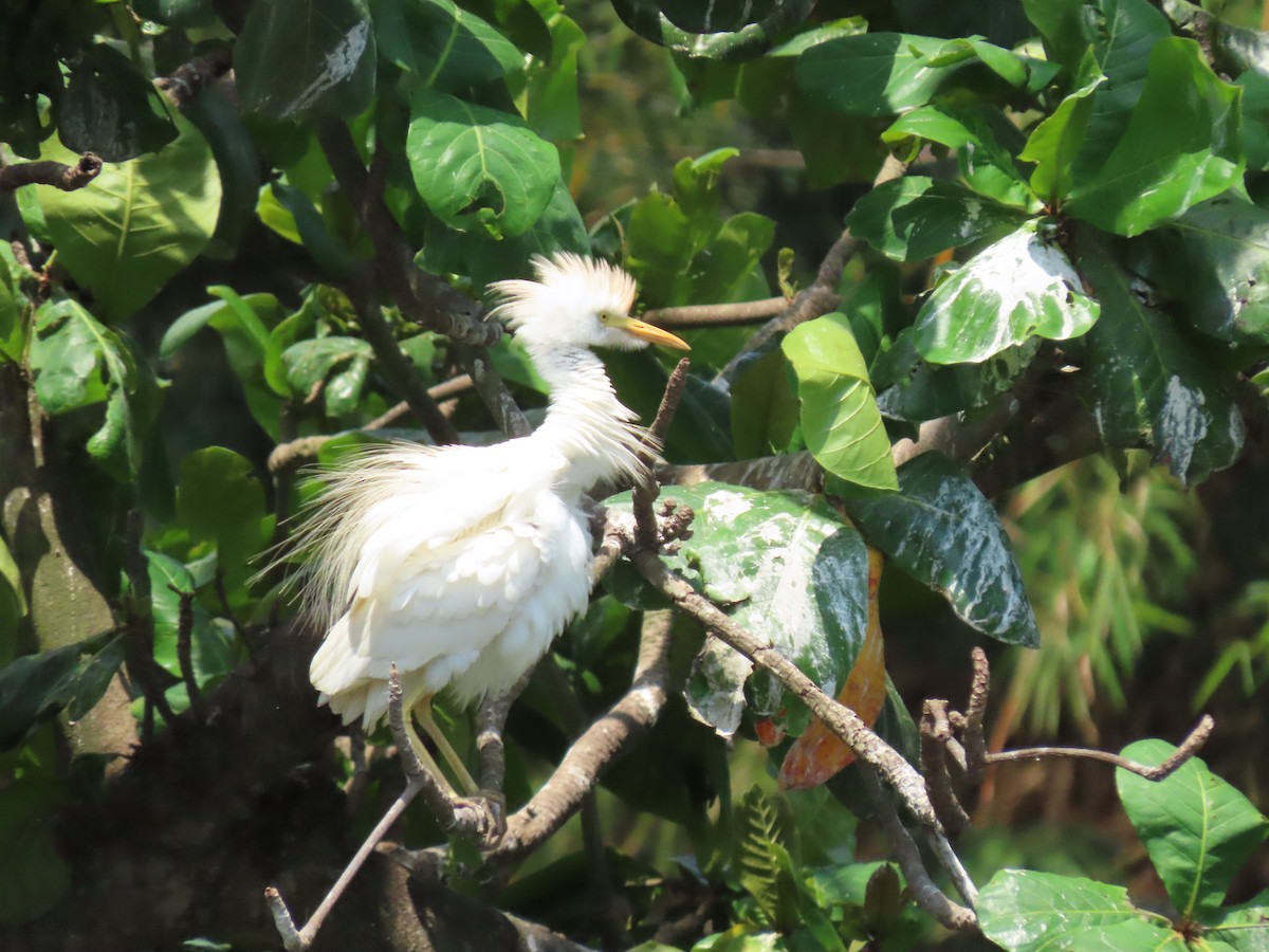 Western Cattle Egret - ML616341563