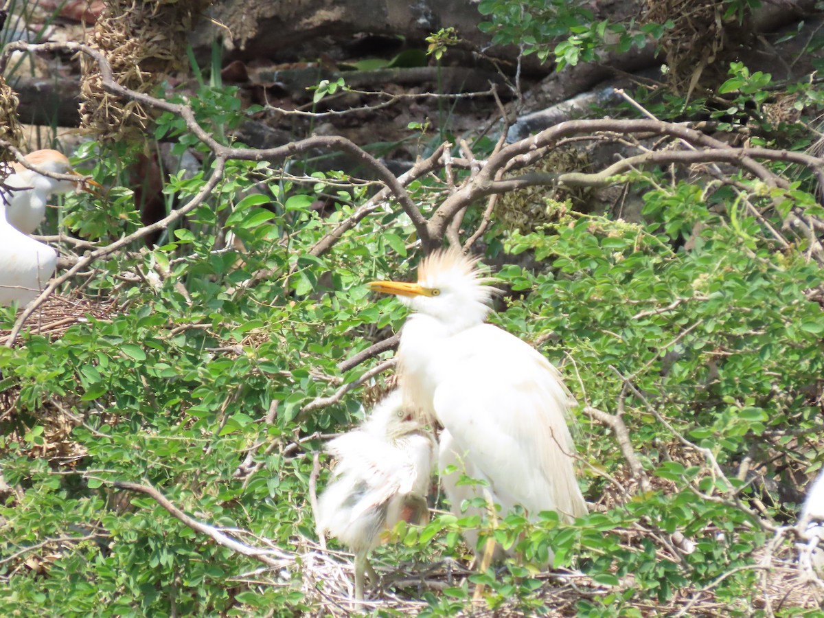 Western Cattle Egret - ML616341564