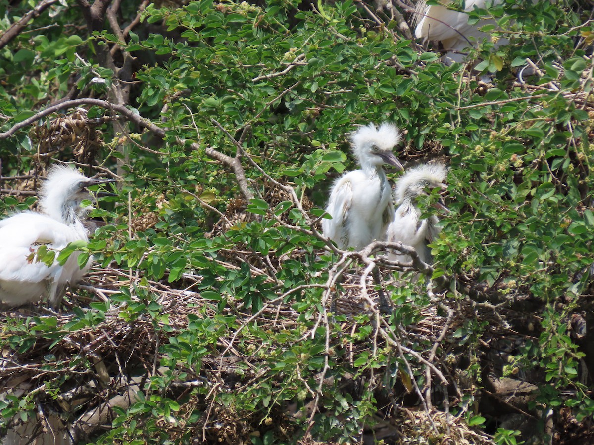 Western Cattle Egret - ML616341565