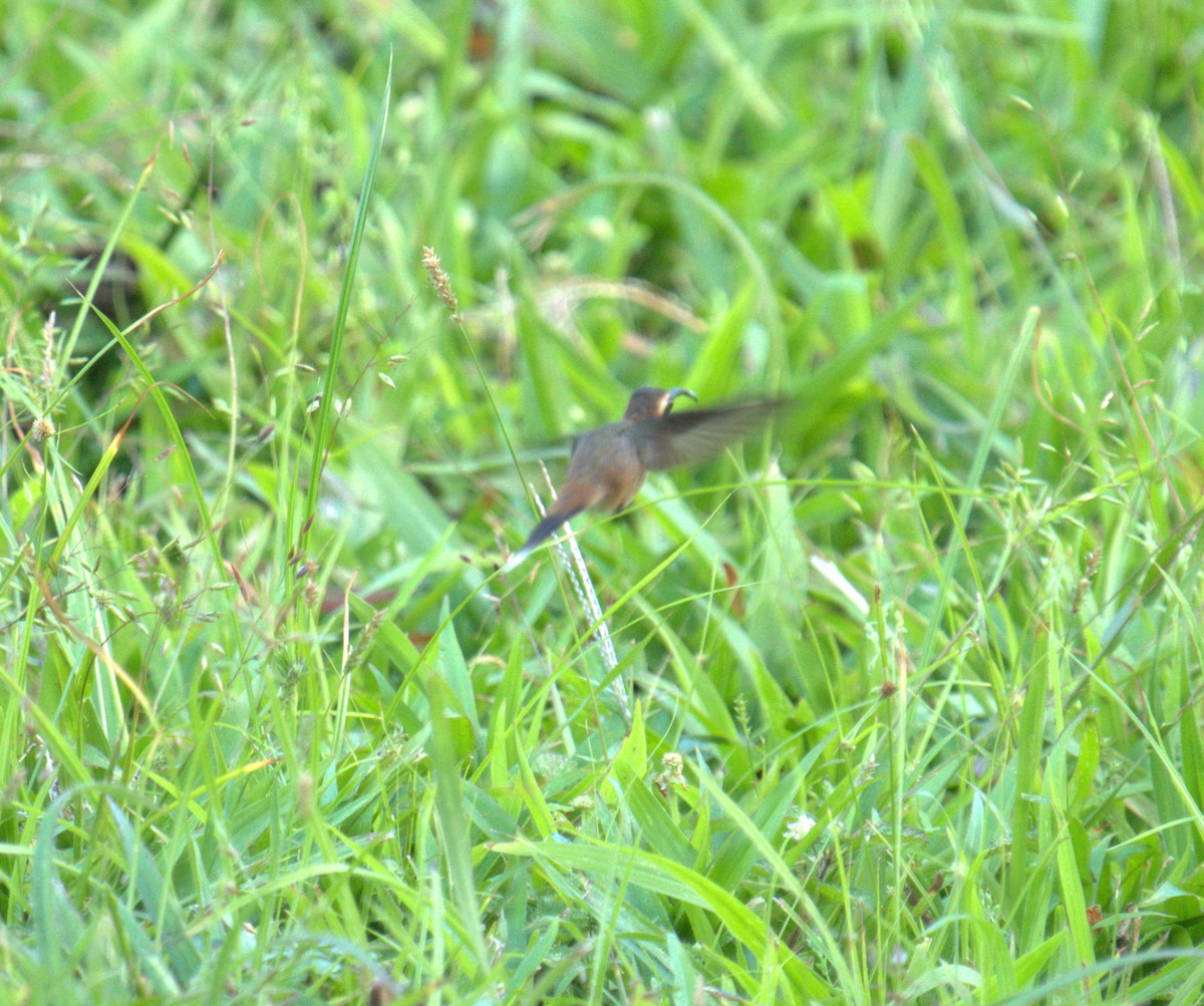 Малый колибри-отшельник - ML616341595