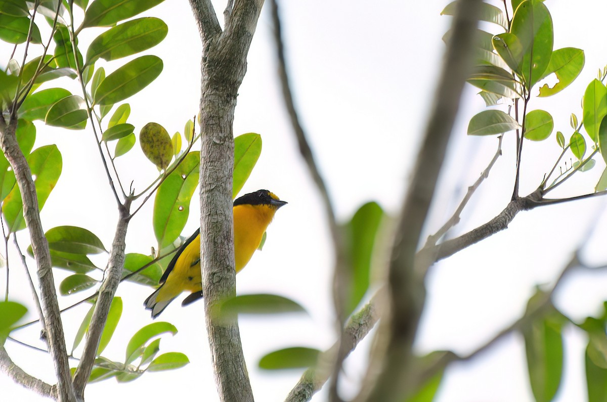 Violaceous Euphonia - Marcos Eugênio Birding Guide