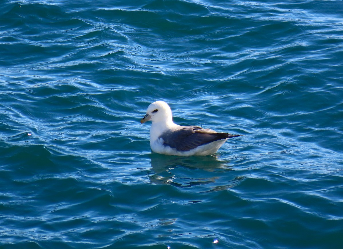 Mouette tridactyle - ML616341708