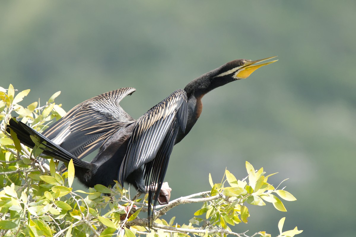 Anhinga d'Australie - ML616341754