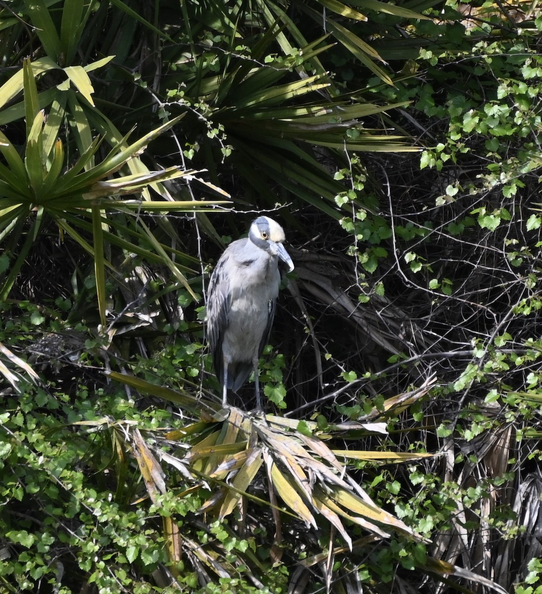 Yellow-crowned Night Heron - ML616341761