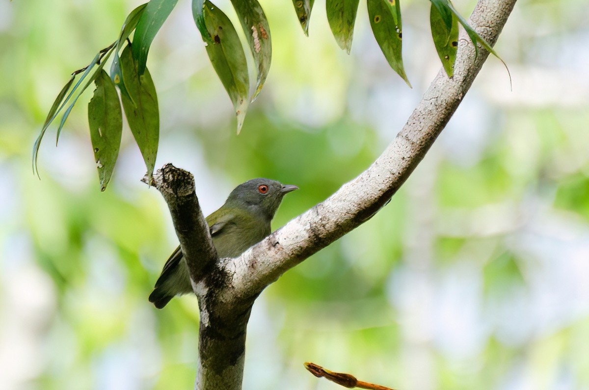 White-crowned Manakin - Marcos Eugênio Birding Guide