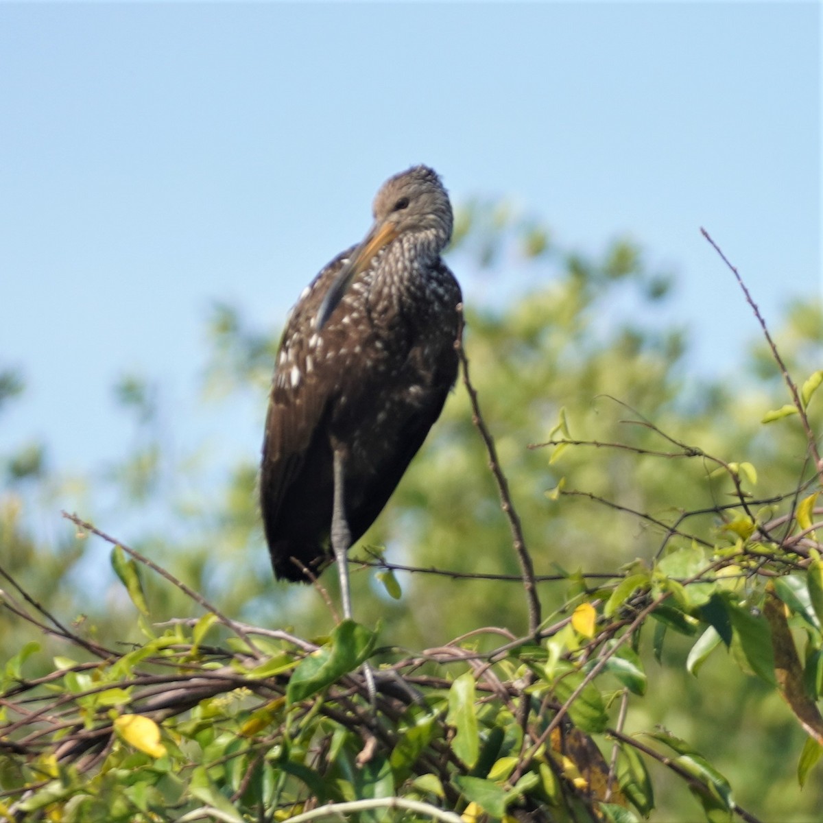 Limpkin - Brian Rapoza