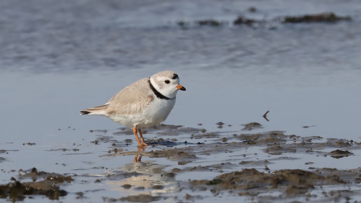 Piping Plover - ML616341769