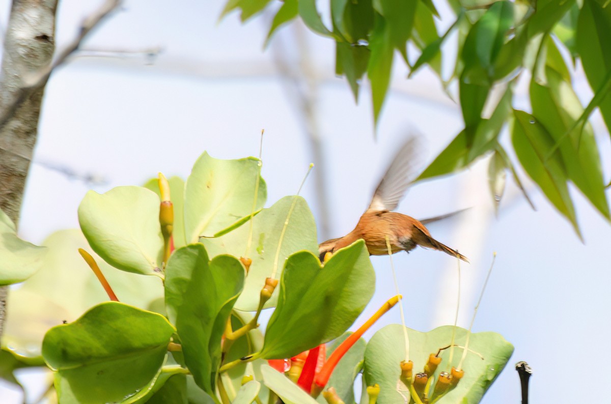 Reddish Hermit - Marcos Eugênio Birding Guide