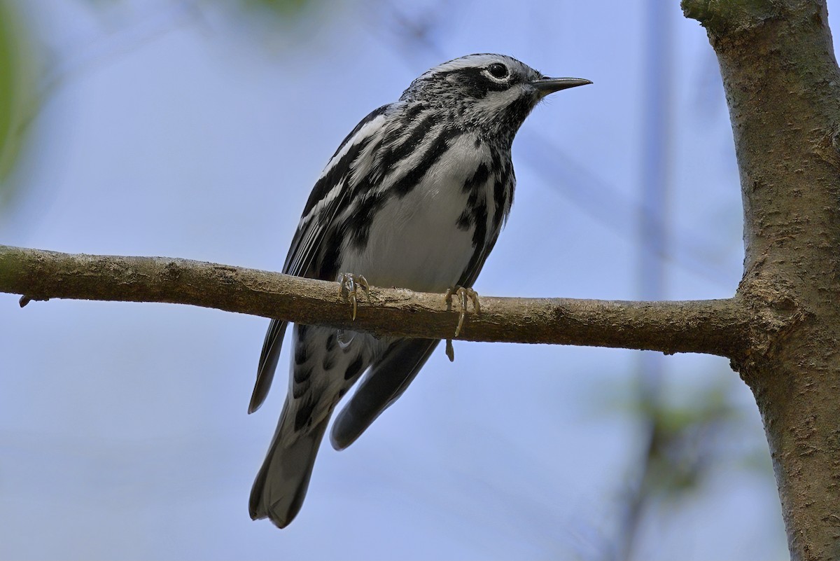 Black-and-white Warbler - ML616341827