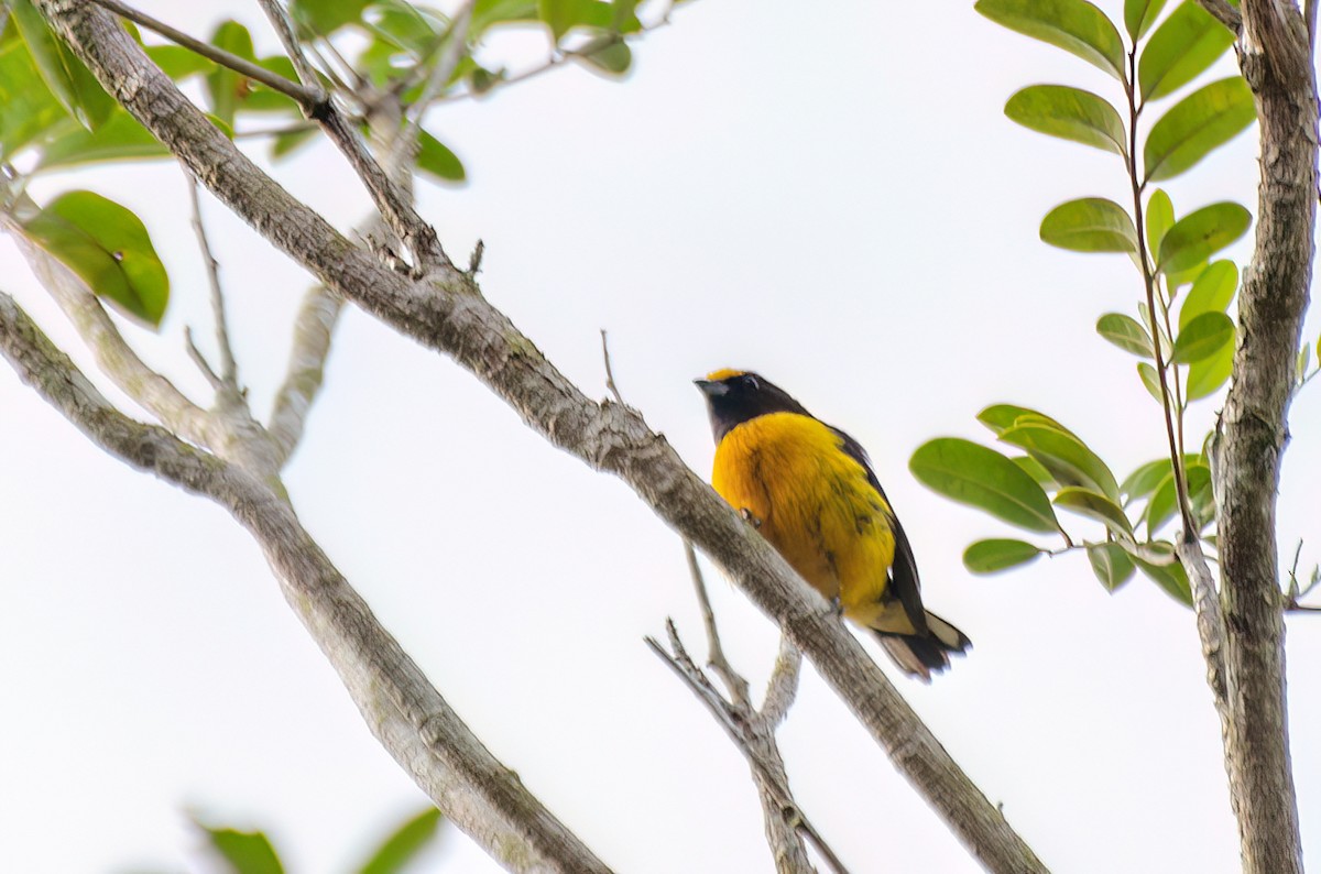 Orange-bellied Euphonia - Marcos Eugênio Birding Guide