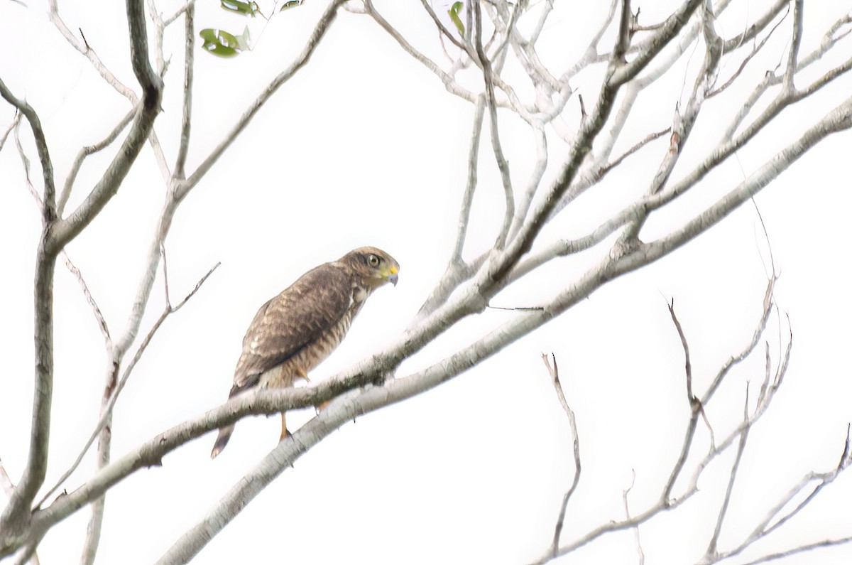 Roadside Hawk - Marcos Eugênio Birding Guide