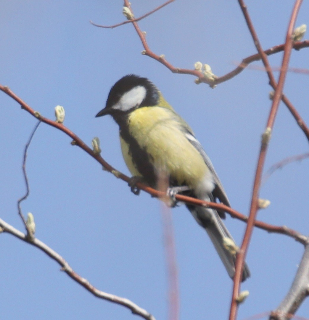 Mésange charbonnière - ML616341873