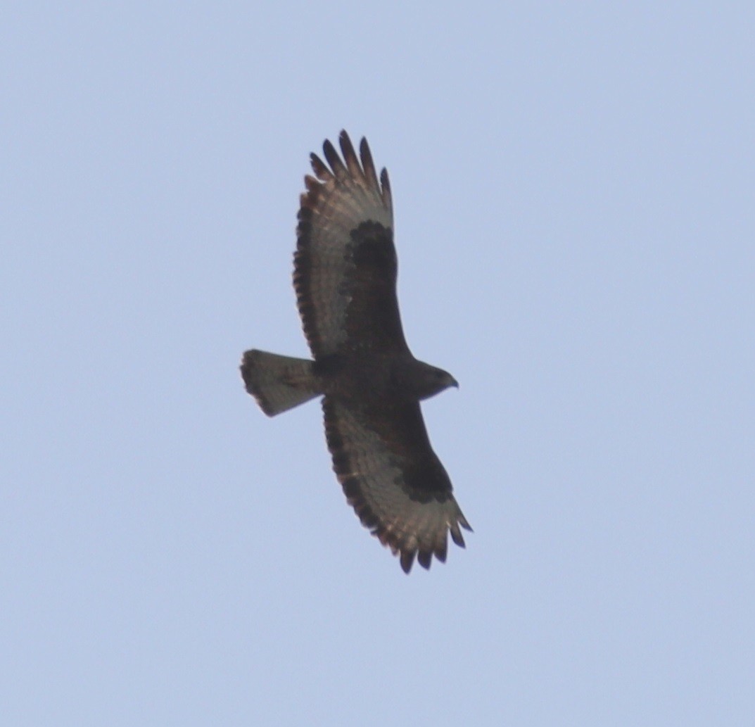 Common Buzzard - ML616341900