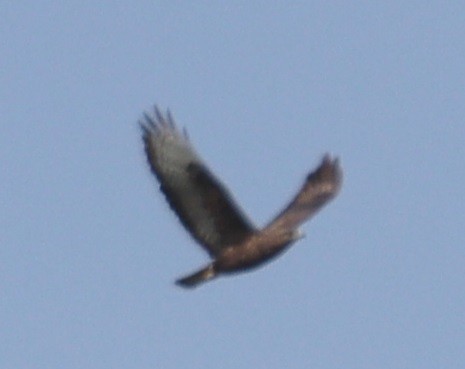 Common Buzzard - ML616341908