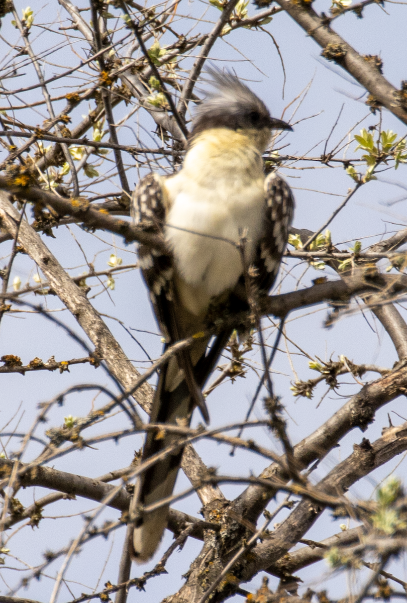 Great Spotted Cuckoo - ML616341936