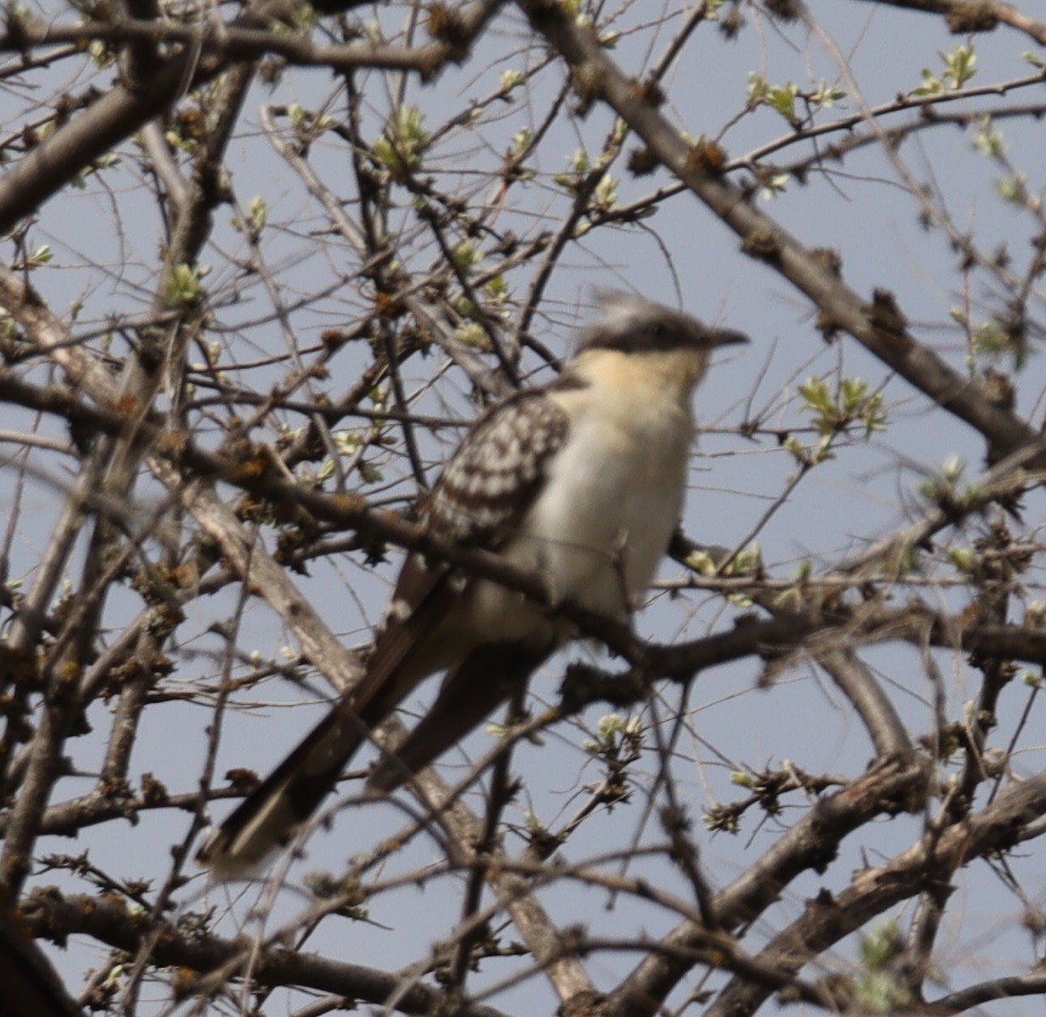 Great Spotted Cuckoo - ML616341939