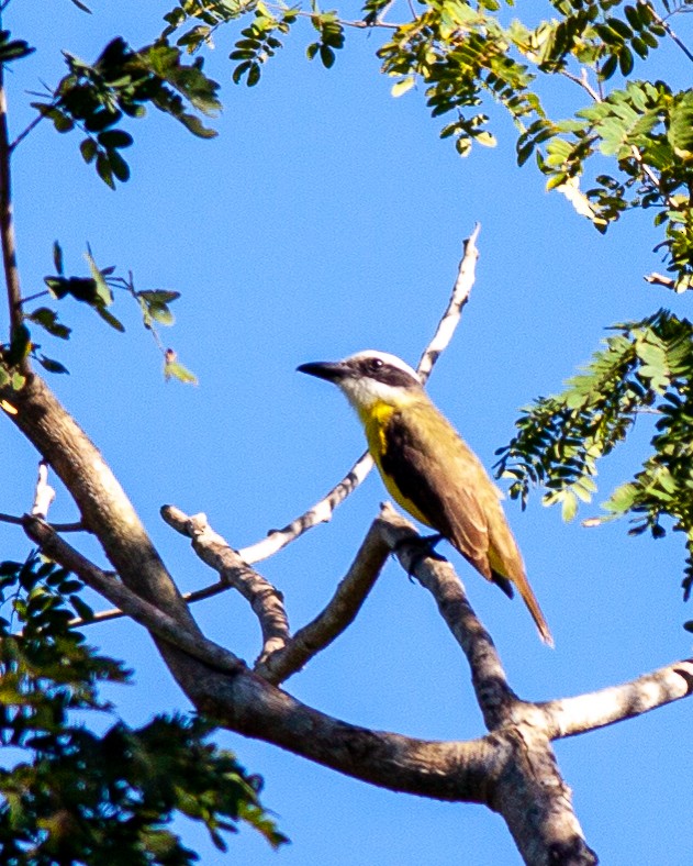 Boat-billed Flycatcher - ML616341945