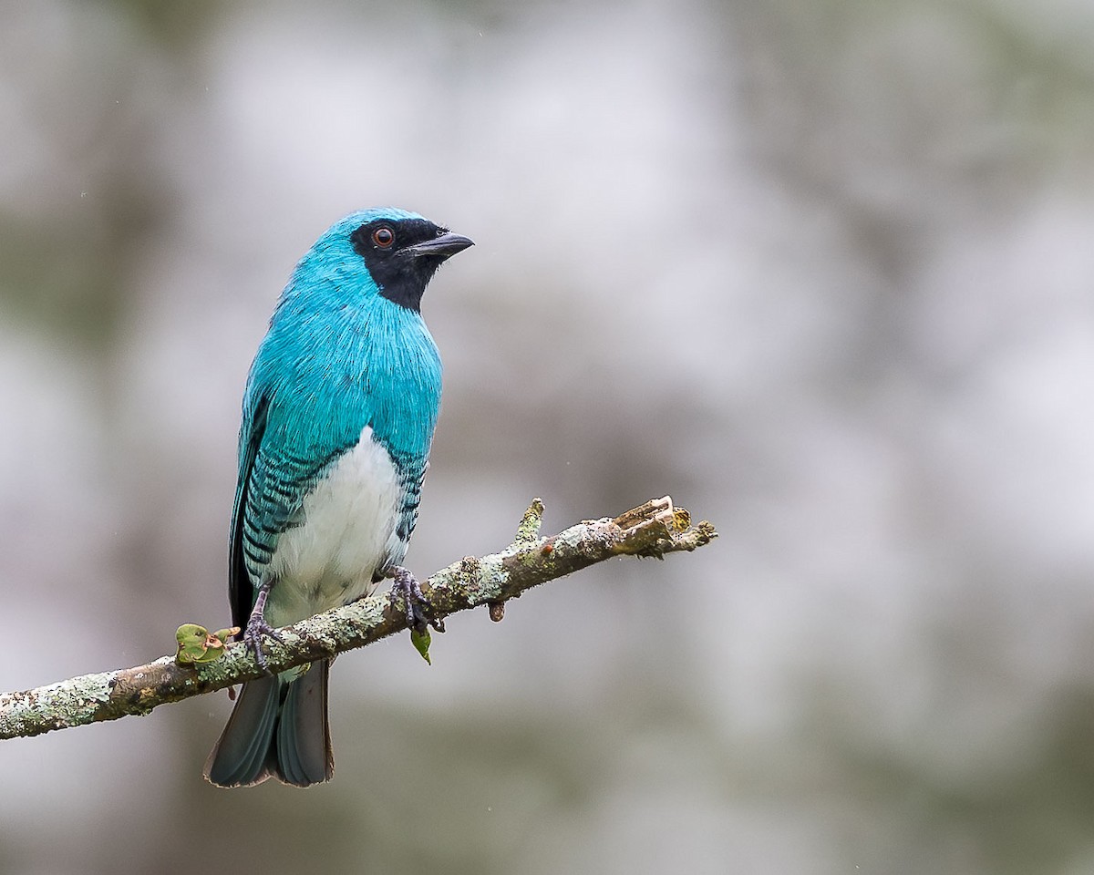 Swallow Tanager - Ryan Shean