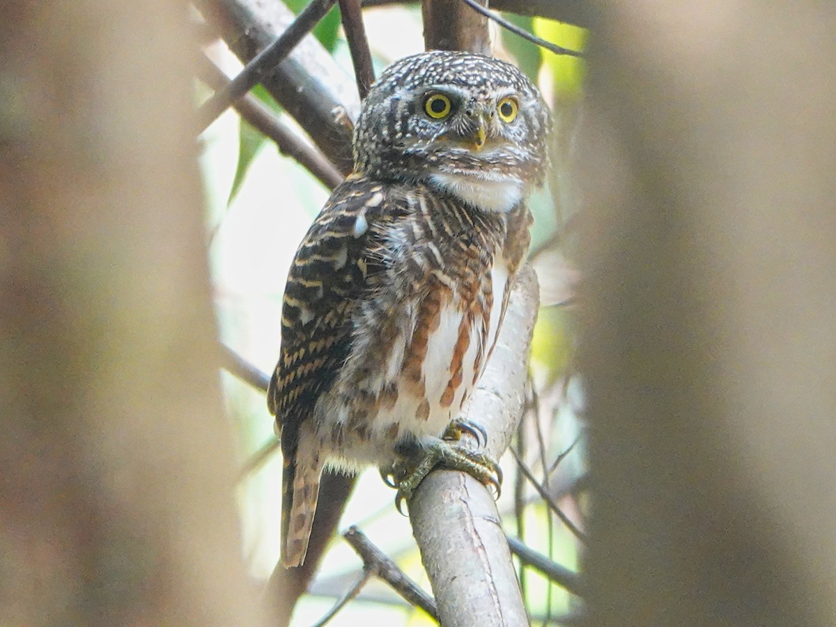 Collared Owlet - ML616341957