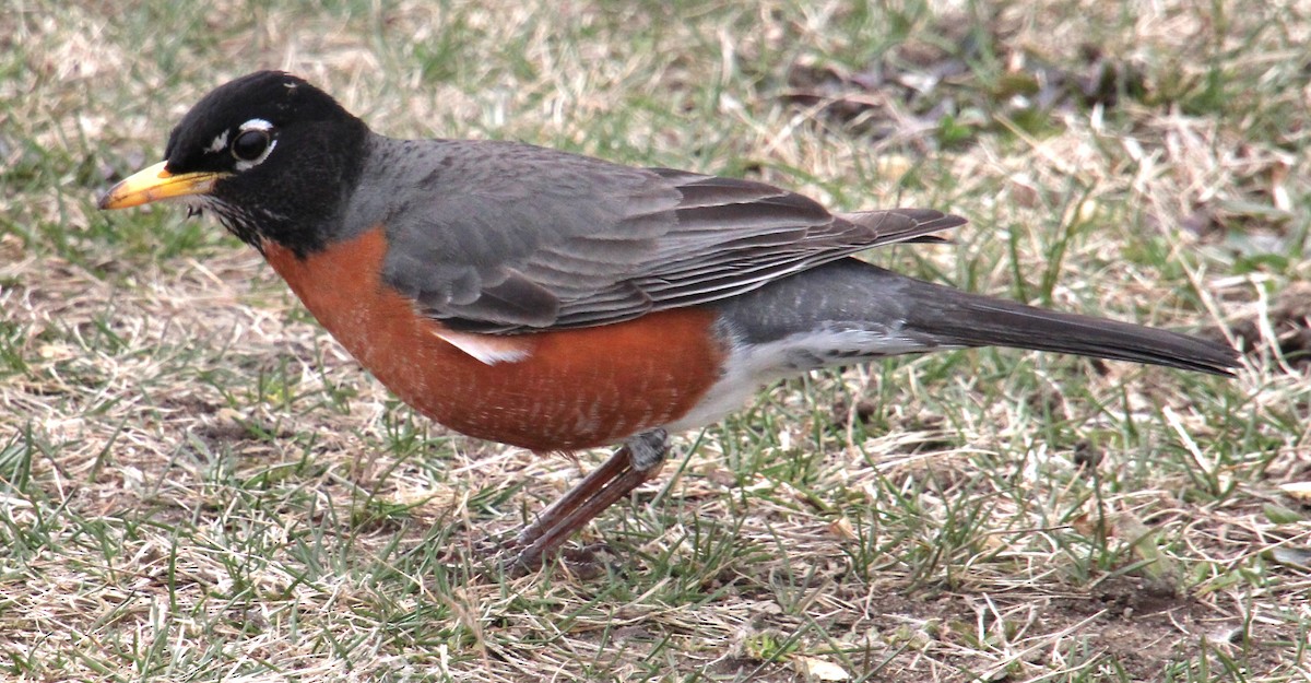 American Robin - ML616342057