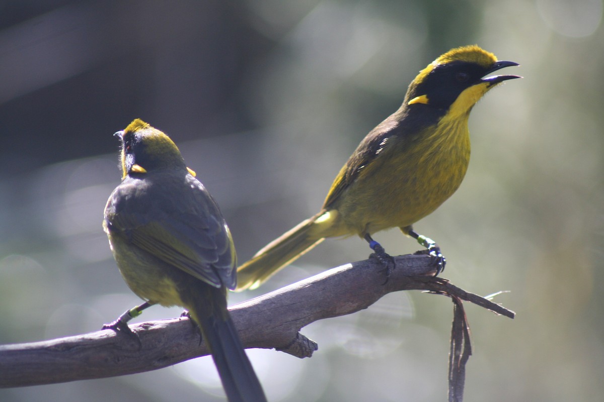 Yellow-tufted Honeyeater (Helmeted) - ML616342072