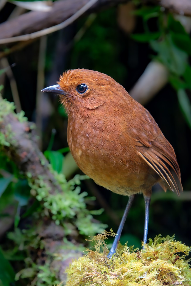 Chami Antpitta - ML616342084