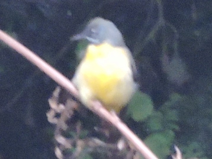 Gray Wagtail - Gary Hantsbarger