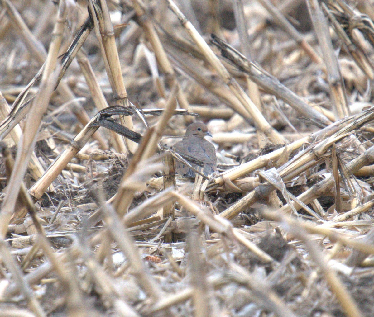 Mourning Dove - ML616342141