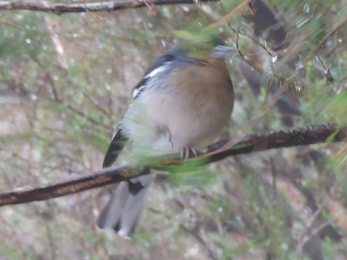 Madeira Chaffinch - Gary Hantsbarger