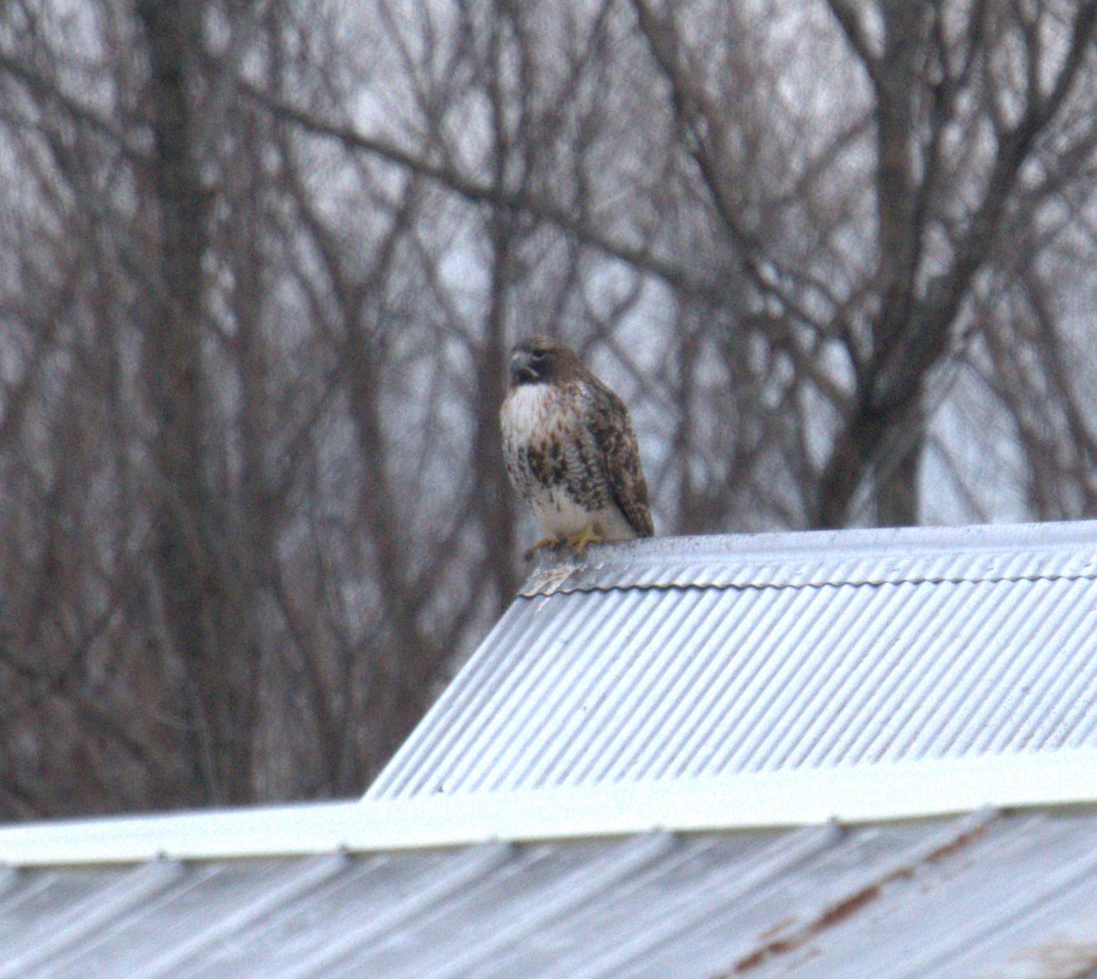 Red-tailed Hawk - Cindy & Gene Cunningham