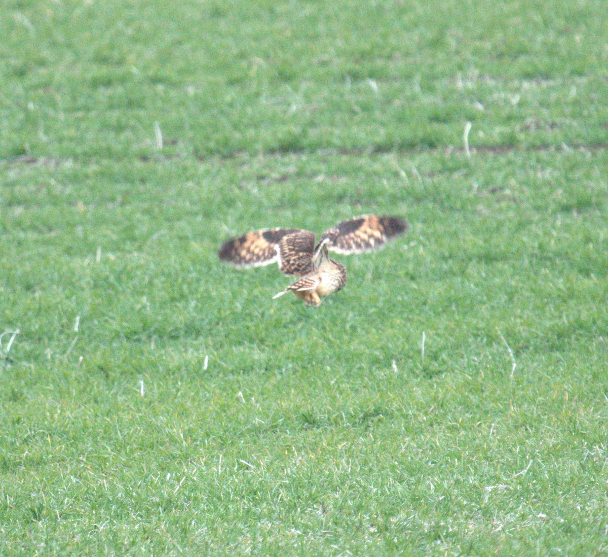 Short-eared Owl - Cindy & Gene Cunningham