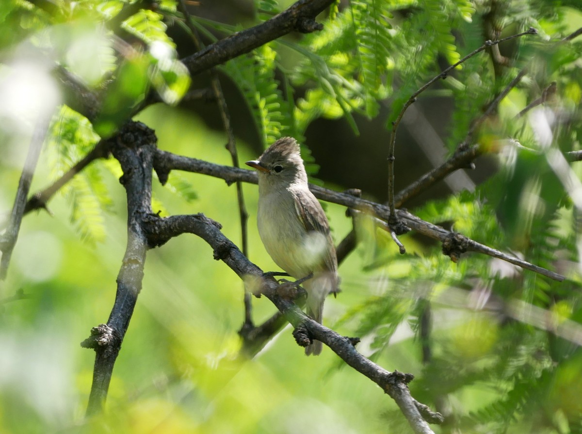Northern Beardless-Tyrannulet - ML616342172
