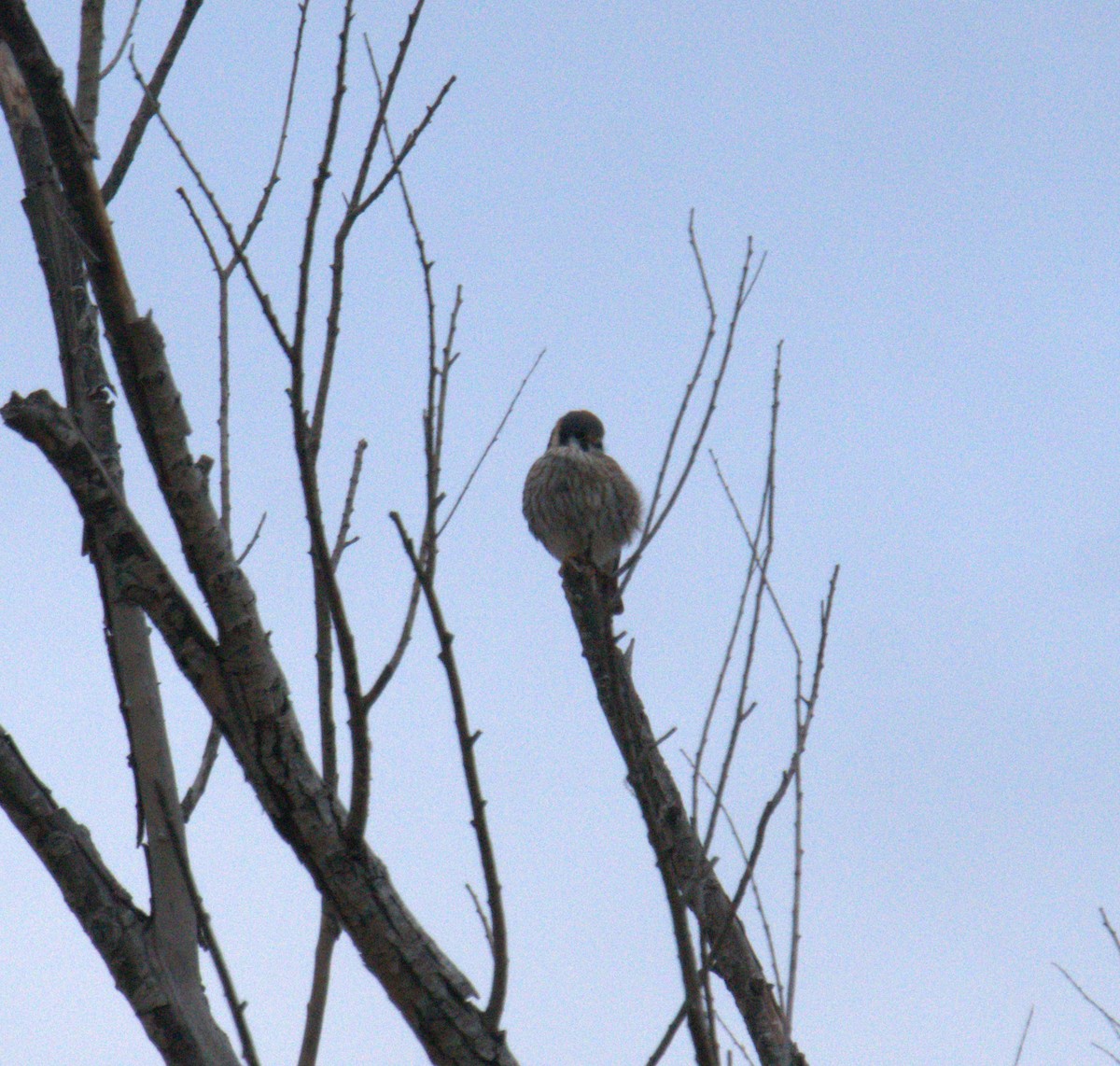 American Kestrel - ML616342179