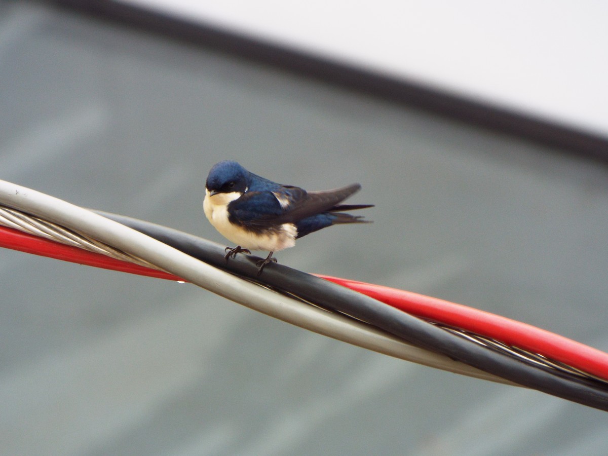 Blue-and-white Swallow - Henrique Heidi Horiyshi