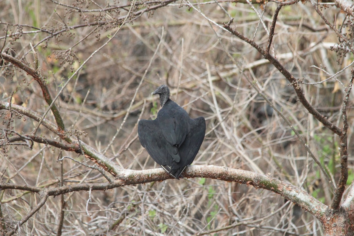 Black Vulture - ML616342227