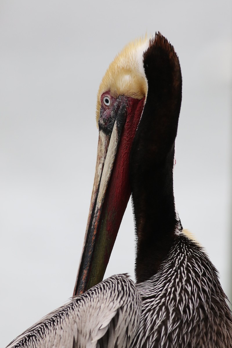 pelikán hnědý - ML616342229